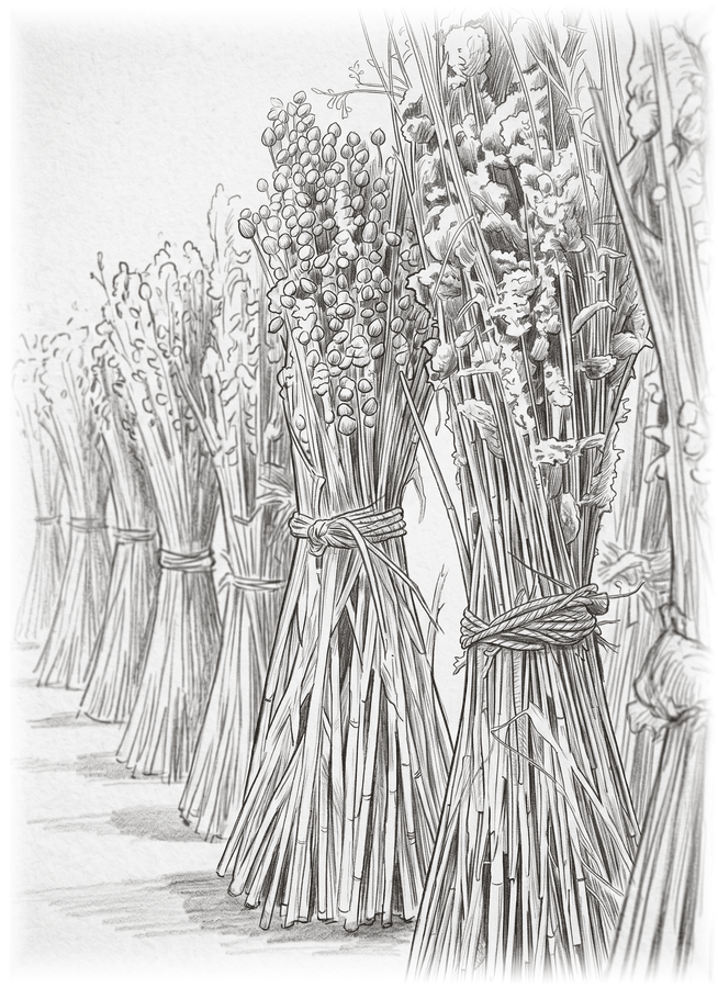 Fasci di lino raccolto e legati, disegnati a matita.